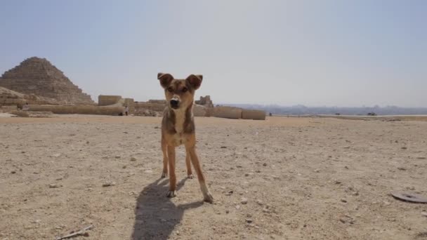 在埃及吉萨大金字塔的底部放养野狗 可爱的无家可归的动物在抓 — 图库视频影像