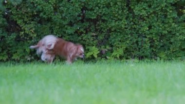 Küçük şirin Chihuahua köpeği işeyip kaçıyor. Açık kahverengi saçlı, uzun saçlı, minyatür bir köpek. Sevimli küçük arkadaş. Arkadaş canlısı köpek.. 