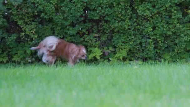 Small Cute Chihuahua Dog Peeing Running Long Haired Pet Miniature — Stock Video
