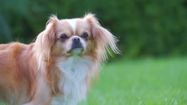 Pequeno Cão Chihuahua Bonito Está Olhando Cão Miniatura Pêlo Comprido — Vídeo de Stock