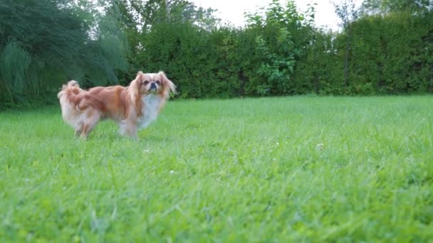 Kleine Niedliche Chihuahua Hündin Steht Und Schaut Langhaariger Miniaturhund Mit — Stockvideo