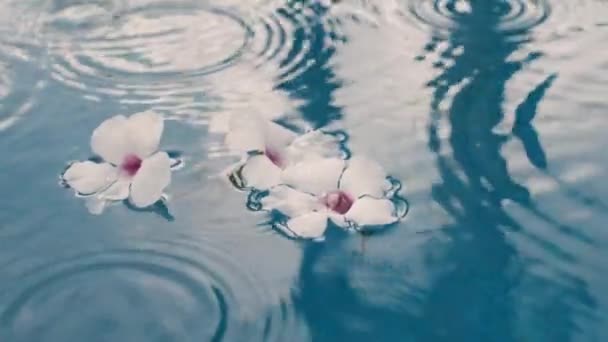 Flytande Vita Blommor Kraftigt Regn Spa Vatten Och Hudvård Koncept — Stockvideo