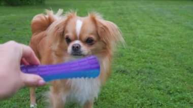 Küçük şirin bir Chihuahua köpeği duruyor, bakıyor ve bir oyuncak bekliyor. Açık kahverengi saçlı, uzun saçlı, minyatür bir köpek. Sevimli küçük oyuncu arkadaş. Dost canlısı bir köpek ve bir oyuncak.. 