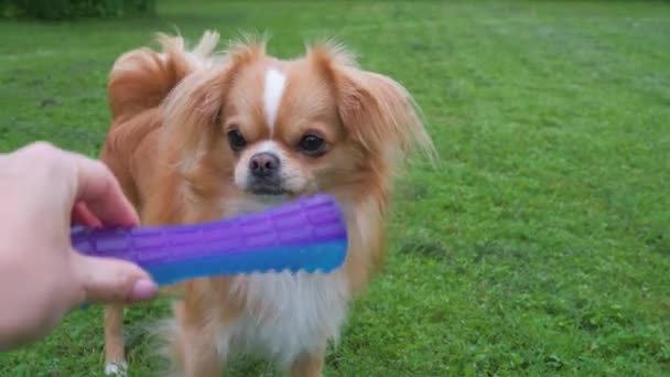 Pequeño Lindo Perro Chihuahua Está Pie Buscando Esperando Juguete Perro — Vídeo de stock