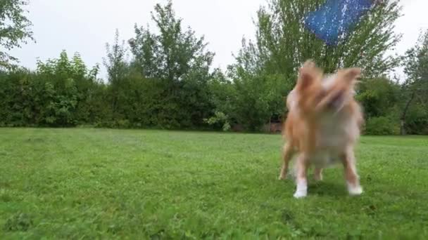 Malý Roztomilý Čivava Pes Stojí Hledá Čeká Hračku Dlouhovlasý Pes — Stock video