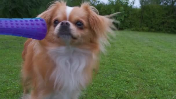 Pequeno Cão Chihuahua Bonito Está Olhando Esperando Por Brinquedo Cão — Vídeo de Stock