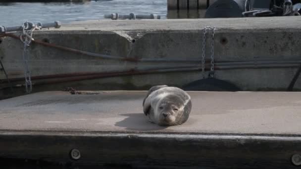 フローティングドックに灰色のかわいいハープシールが付いています 動物が休んでいる 青い水が背景にある — ストック動画