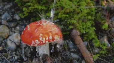 Bu video, bir Fly Amanita mantarının şapkasının üzerine düşen bir su akıntısı ile yavaş çekimde yakın plan çekimini gösteriyor. Görüntüler su damlacıklarını yakalar ve yumuşak akışın oluşturduğu damlaları..