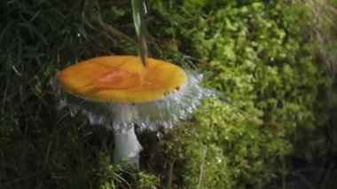 Bu video, beyaz saplı açık kahverengi bir peri mantarının yavaş çekimde yakın çekimini gösteriyor. Bir su akıntısı mantarların kapağına düşer ve su damlaları oluşturur..