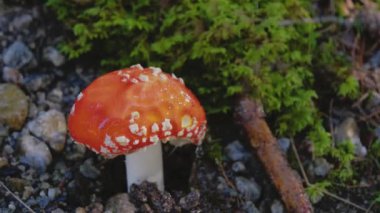 Bu video, bir Fly Amanita mantarının şapkasının üzerine düşen bir su akıntısı ile yavaş çekimde yakın plan çekimini gösteriyor. Görüntüler su damlacıklarını yakalar ve yumuşak akışın oluşturduğu damlaları..