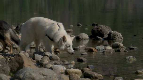 Dieses Video Fängt Einen Weißen Schweizer Schäferhund Zeitlupe Ein Während — Stockvideo