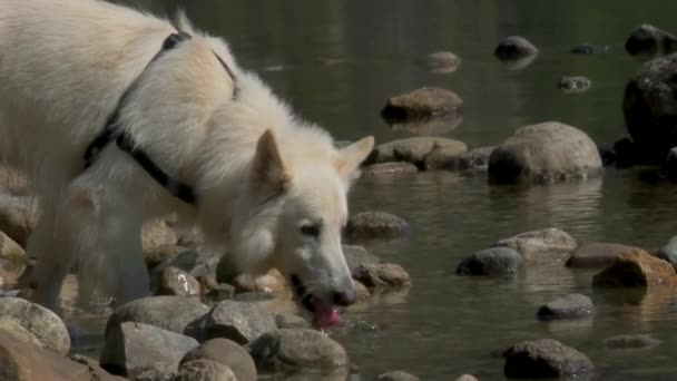 Videó Rögzíti White Swiss Shepherd Dog Lassított Felvételen Ahogy Iszik — Stock videók