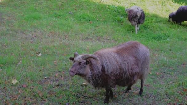 Video Captures Icelandic Sheep Dark Brown Color Gazing Directly Camera — Stock Video