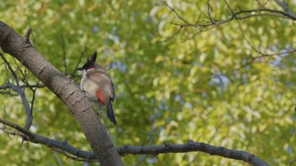 Vídeo Capturado Cámara Lenta Bulbul Bigoteado Rojo Pájaro Colorido Posado — Vídeos de Stock