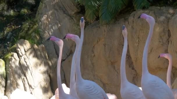Zpomaleném Videu Růžoví Plameňáci Zoo Elegantně Otáčejí Hlavami Dívají Různými — Stock video