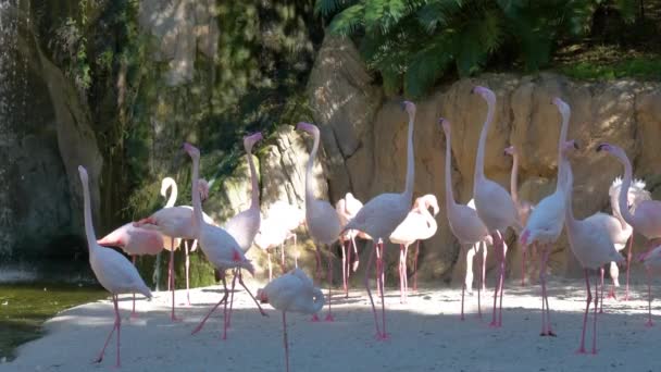 Zwolnionym Filmie Różowe Flamingi Zoo Wdziękiem Obracają Głowami Patrząc Różnych — Wideo stockowe