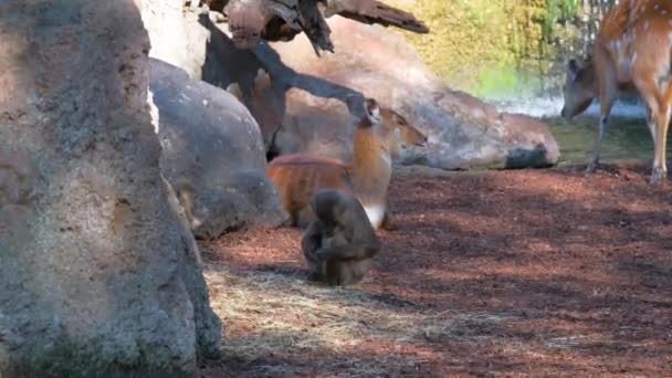 在一个4K慢动作视频中 动物园里的一只Chacma狒狒静静地坐着 吃着干草或干草 在背景中 一只西塔通加羚羊增加了场景的魅力 — 图库视频影像