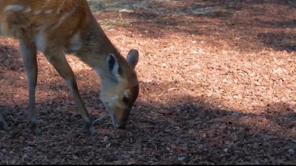 Βίντεο Αργής Κίνησης Μια Αντιλόπη Sitatunga Στο Ζωολογικό Κήπο Φαίνεται — Αρχείο Βίντεο