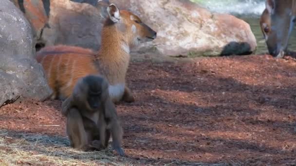 Video Cámara Lenta Babuino Chacma Zoológico Está Sentado Tranquilamente Comiendo — Vídeo de stock