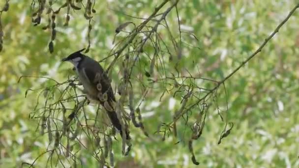 Slow Motion Video Red Whiskered Bulbul Perched Tree Branch Munching — Stock Video