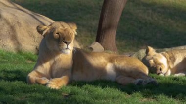 Bu yavaş çekim videosunda, iki dişi aslan güneşin altında lüks içinde, güzel havanın sıcaklığında, sade ve sakin bir sahnede güneşleniyorlar..