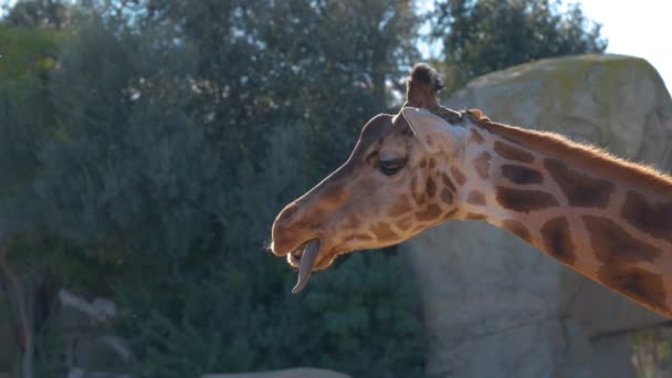 Denna Slow Motion Video Observera Ett Närbild Porträtt Bedårande Giraff — Stockvideo