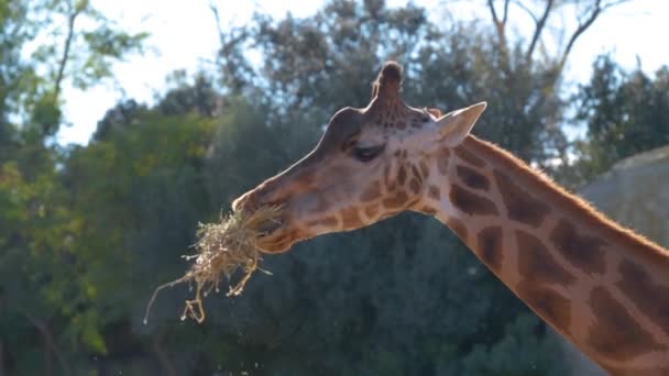 Этом Замедленном Видео Наслаждайтесь Крупным Планом Жирафа Счастливо Пожирающего Сено — стоковое видео