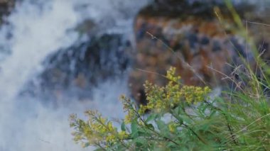 Bu sakin ve yavaş çekim videosunda, sarı gevşeklik ve yeşil çimenler güneşli havada hafifçe sallanıyor. Yakından bakınca güzelliklerini yansıtıyor. Odaklanamayan bir şelale ile..