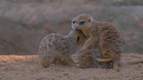 Neste Vídeo Câmera Lenta Adoráveis Animais Meerkats Compartilham Abraços Calorosos — Vídeo de Stock