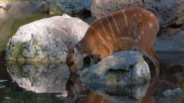在这个宁静的慢镜头中 看到一只西塔通加羚羊优雅地喝水 在水里闪烁着的动物的倒影增强了风景的美丽 — 图库视频影像