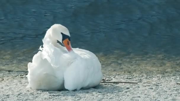 この穏やかなスローモーションビデオでは 美しい白鳥が優雅に水で休息し シンプルで魅惑的なシーンで瞬間の優雅さと静けさをキャプチャします — ストック動画
