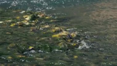 Bu büyüleyici yakın çekim videosunda, güneşin öptüğü nehir suyu zarif bir şekilde akar, altında büyüleyici taş, yeşil yosun ve sarı sonbahar yapraklarını ortaya çıkarır.. 