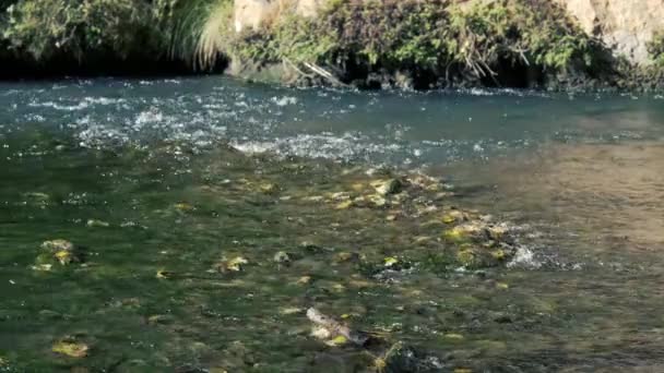 この魅惑的なクローズアップスローモーションビデオでは 日焼けした川の水が優雅に流れ 緑のモス 黄色い秋の魅惑的な光景がその下に現れます — ストック動画