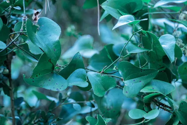 Fotoğrafta Bulanık Bir Arkaplan Karşısında Canlı Yeşil Yapraklar Sergileniyor Doğal — Stok fotoğraf