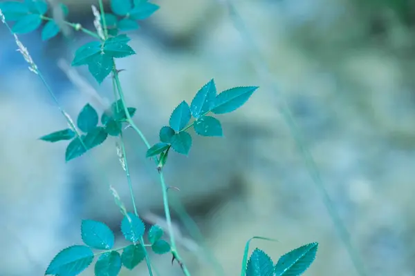 Esta Foto Mostra Close Folhas Verdes Vibrantes Contra Fundo Desfocado — Fotografia de Stock