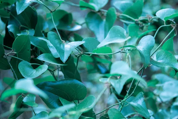 Fotoğrafta Bulanık Bir Arkaplan Karşısında Canlı Yeşil Yapraklar Sergileniyor Doğal — Stok fotoğraf