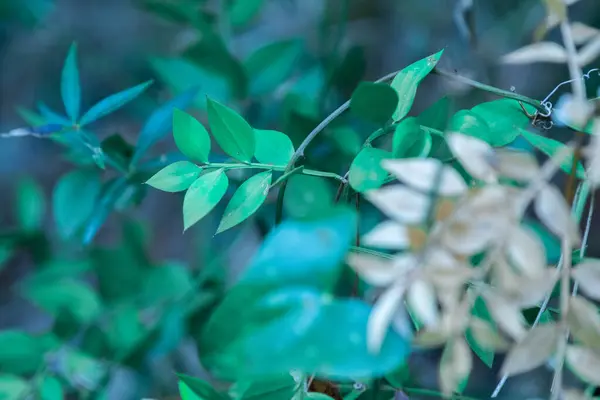 Photo Showcases Close Vibrant Green Leaves Blurred Background Highlighting Natural — Stock Photo, Image