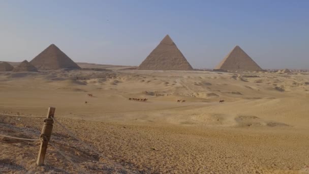 在浩瀚的金沙中踏上难忘的旅程 吉萨宏伟的金字塔展现在地平线上 见证了一队迷人的骆驼在阳光下有节奏地行进 — 图库视频影像