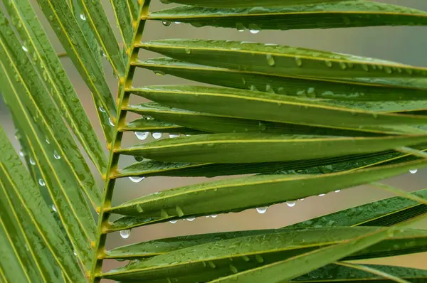 Zooma Naturens Skönhet Detta Närbild Ett Palmblad Med Regndroppar Frodiga — Stockfoto