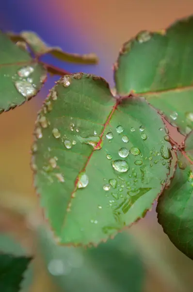 Zbliż Się Natury Piękna Tym Zdjęciu Liść Pokryty Kroplami Deszczu — Zdjęcie stockowe