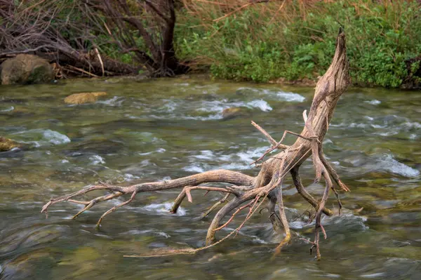 Високоякісна Фотографія Відображає Спокій Гілки Відпочиває Річковій Воді Зосередженою Перспективою — стокове фото