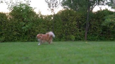 Bu yavaş çekim videosu çimenlerin üzerinde neşeli bir şekilde koşan bir Chihuahua 'yı gösteriyor. Arka planda sıcak bir günbatımı, yeşilliklerle çevrili..