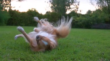 Bu yavaş çekim videosu bir Chihuahua 'nın yeşilliklerle çevrili arka planda sıcak bir günbatımı ile çimenlerde yuvarlandığını gösteriyor..