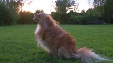 Bu yavaş çekim videosu bir Chihuahua 'nın oturduğunu ve profil görüntüsüne baktığını gösteriyor. Arka planda sıcak bir günbatımı ve çimenli bir alan var..
