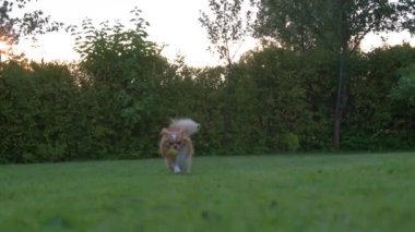 Bu yavaş çekim videosu bir Chihuahua 'nın kameraya doğru koştuğunu gösteriyor, dişlerinde bir top, çalıların ve ağaçların yeşil arka planına sahip.. 