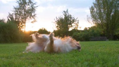 Bu yavaş çekim videosu bir Chihuahua 'nın yeşilliklerle çevrili arka planda sıcak bir günbatımı ile çimenlerde yuvarlandığını gösteriyor..