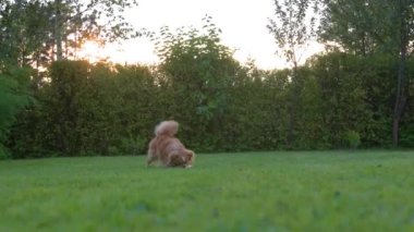 Bu yavaş çekim videosu bir Chihuahua 'nın kameraya doğru koştuğunu gösteriyor, dişlerinde bir top, çalıların ve ağaçların yeşil arka planına sahip.. 