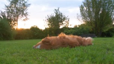 Bu yavaş çekim videosu bir Chihuahua 'nın yeşilliklerle çevrili arka planda sıcak bir günbatımı ile çimenlerde yuvarlandığını gösteriyor..