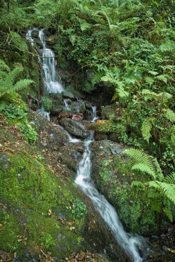 Bu resim, yosun kaplı kayaların üzerinden akan küçük çağlayan bir şelale ile sakin bir orman görüntüsü yakalar. Dereyi çevreleyen yemyeşil eğreltiotları ormanın kalbinde bir atmosfer yaratır..