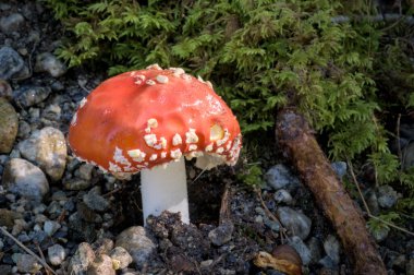 Beyaz benekli canlı kırmızı bir mantar yosun ve orman zemininin ortasında duruyor ve orman ekosistemlerinin doğal güzelliğini gösteriyor. Yüksek kalite fotoğraf.